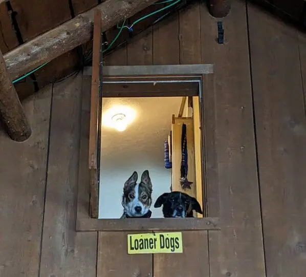 Two dogs looking out of the lodge’s loaner-dog window
